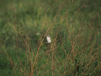 Brown Shrike(lucionensis) Unknown Spots Sun, 10/25/2020