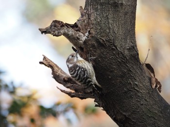 Japanese Pygmy Woodpecker Unknown Spots Tue, 12/15/2020