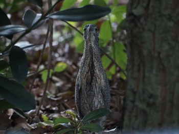 Malayan Night Heron Unknown Spots Sun, 10/25/2020