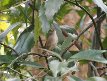 Japanese Bush Warbler Unknown Spots Tue, 12/15/2020