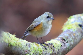 Red-flanked Bluetail Unknown Spots Sat, 11/5/2016