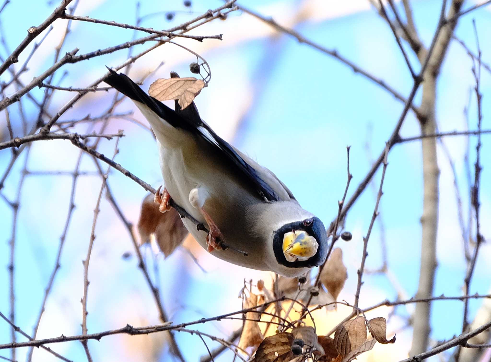 昭和記念公園 イカルの写真