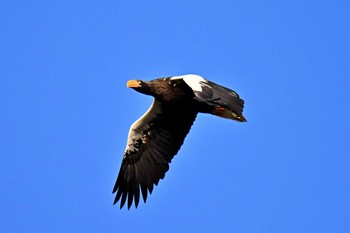 2020年12月11日(金) 八雲の野鳥観察記録