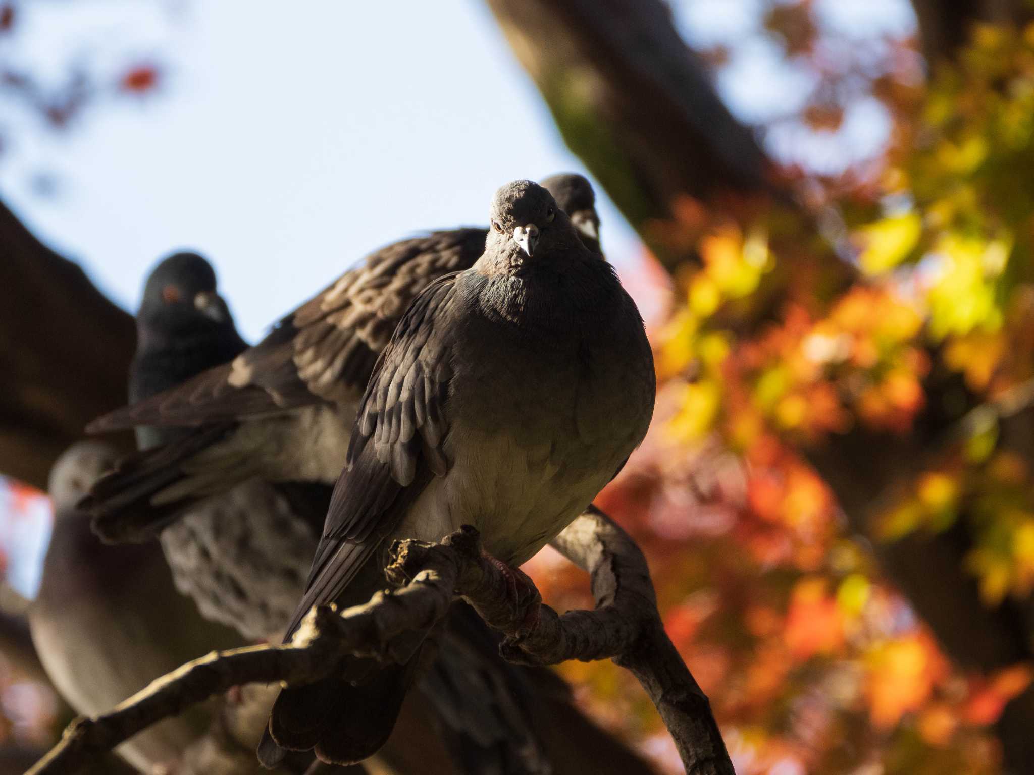 六義園 カワラバトの写真