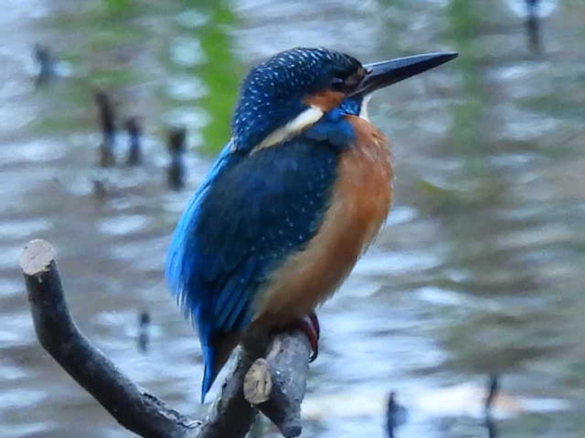 葛西臨海公園 カワセミの写真