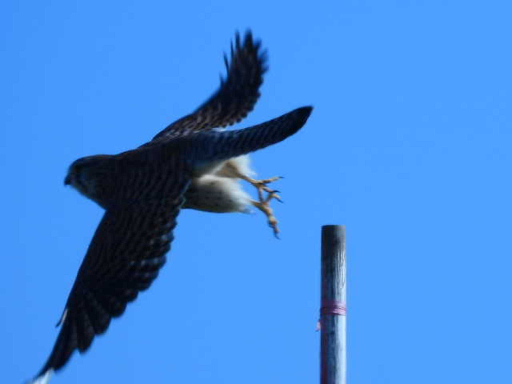 野田市 チョウゲンボウの写真