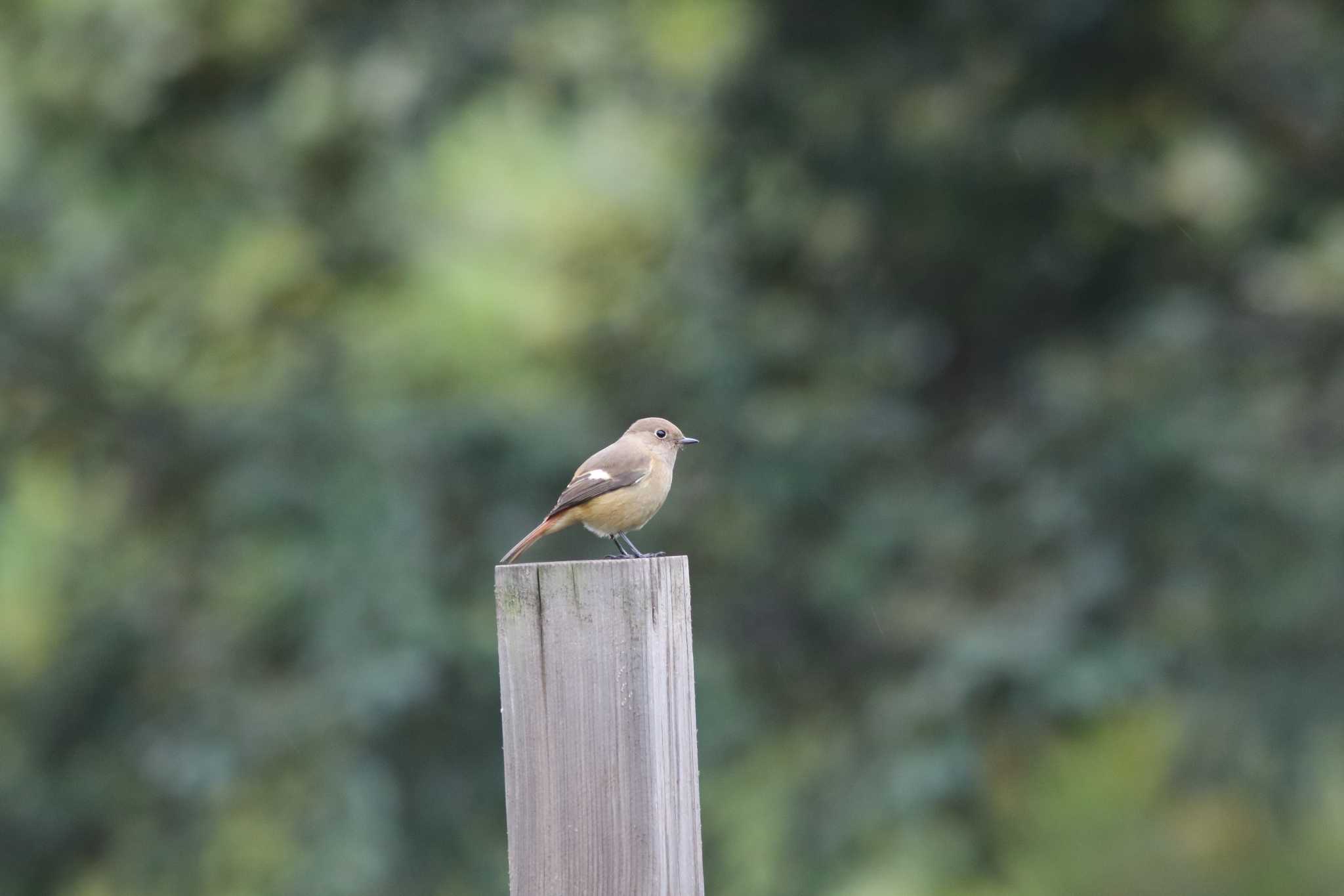 Photo of Daurian Redstart at Hibiya Park