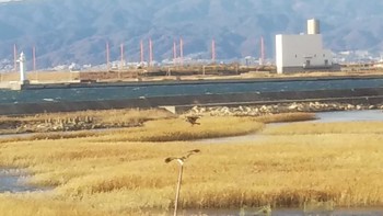 Tue, 12/15/2020 Birding report at Osaka Nanko Bird Sanctuary