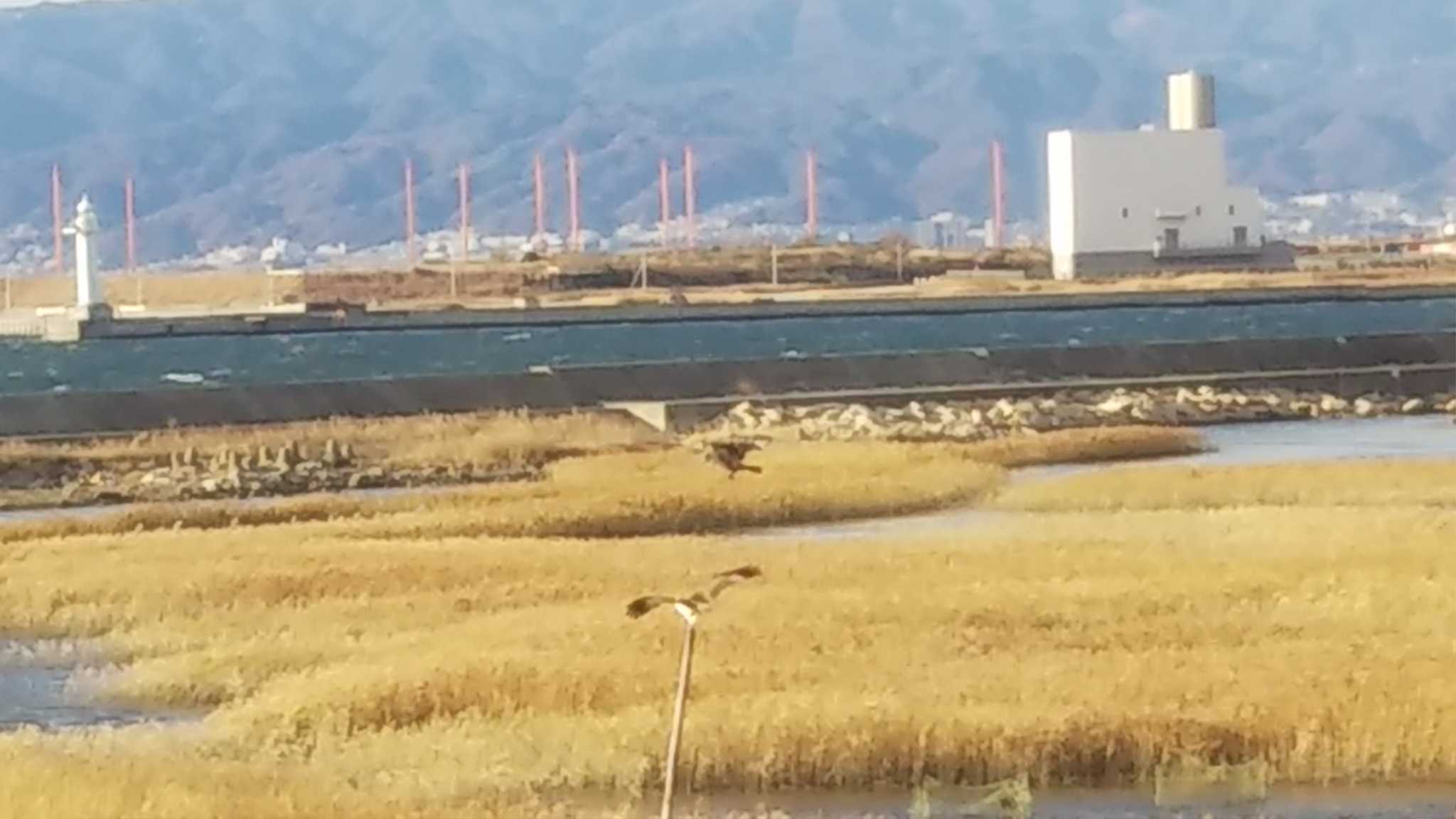 大阪南港野鳥園 ミサゴの写真