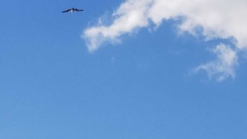 Osprey Osaka Nanko Bird Sanctuary Tue, 12/15/2020