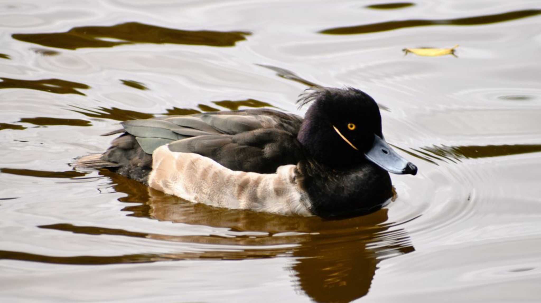 井の頭公園 キンクロハジロの写真