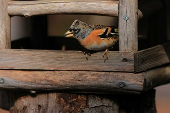 アトリ 西湖野鳥の森 2020年12月14日(月)