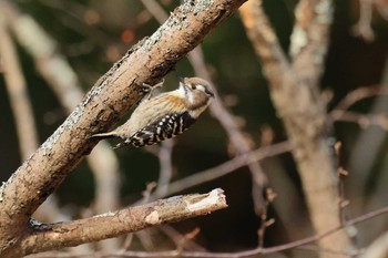 コゲラ 西湖野鳥の森 2020年12月14日(月)