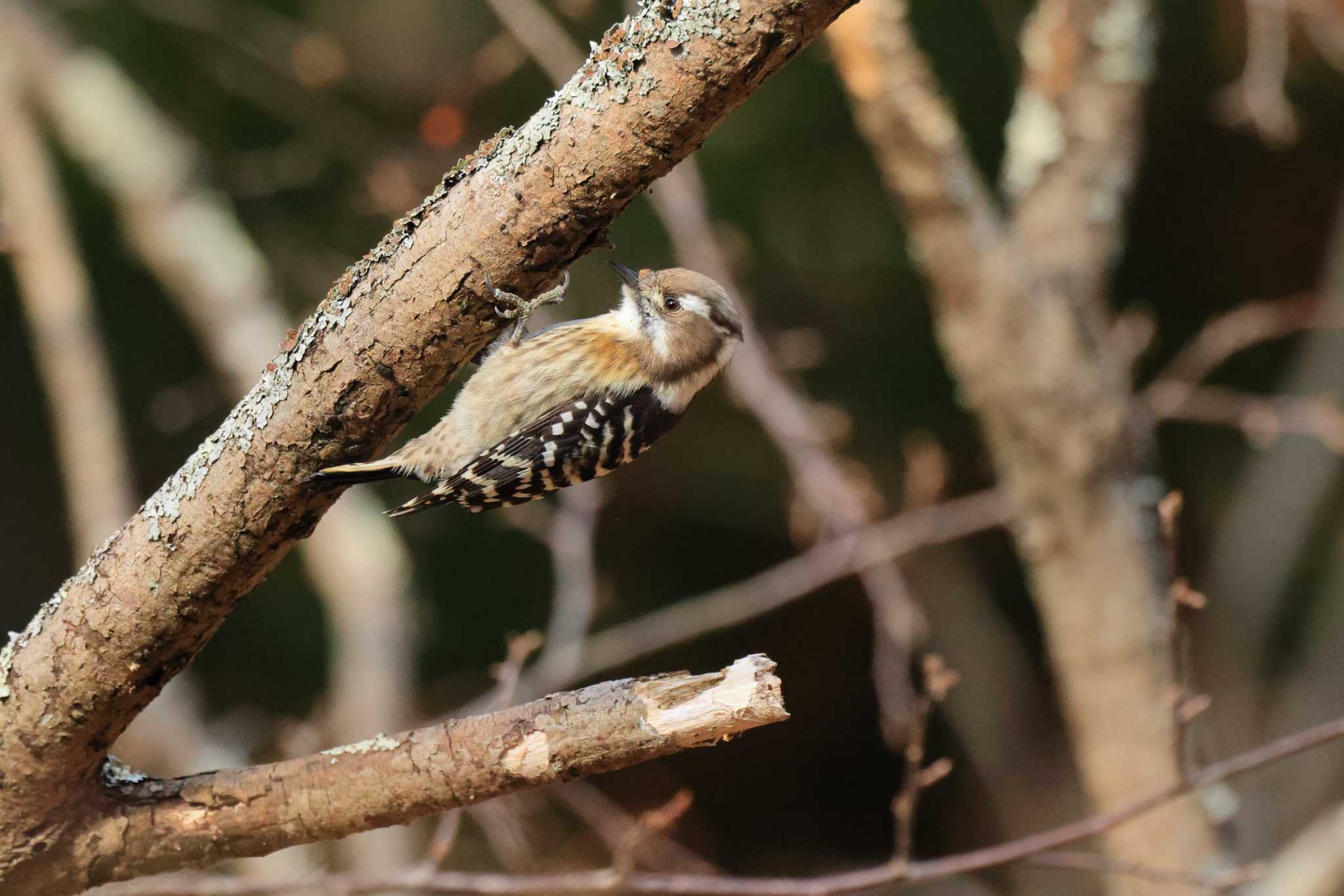 西湖野鳥の森 コゲラの写真 by ホッシー