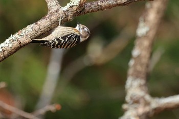 コゲラ 西湖野鳥の森 2020年12月14日(月)