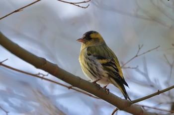 マヒワ 西湖野鳥の森 2020年12月14日(月)