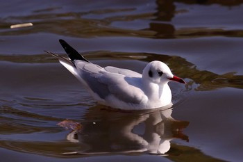 Black-headed Gull Teganuma Sat, 11/5/2016