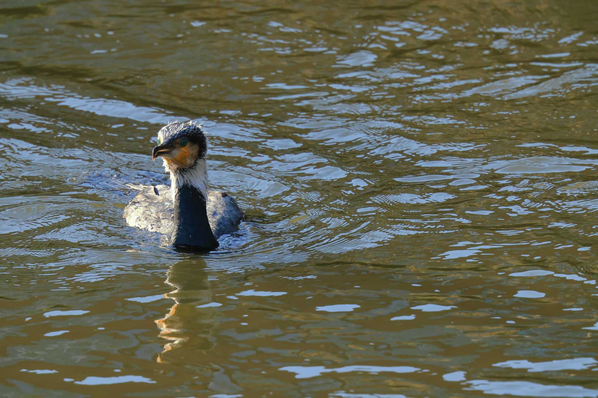 水元公園 カワウの写真