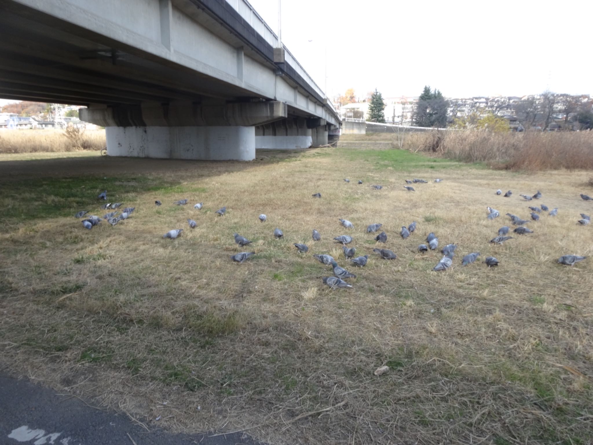 浅川 (八王子) カワラバトの写真