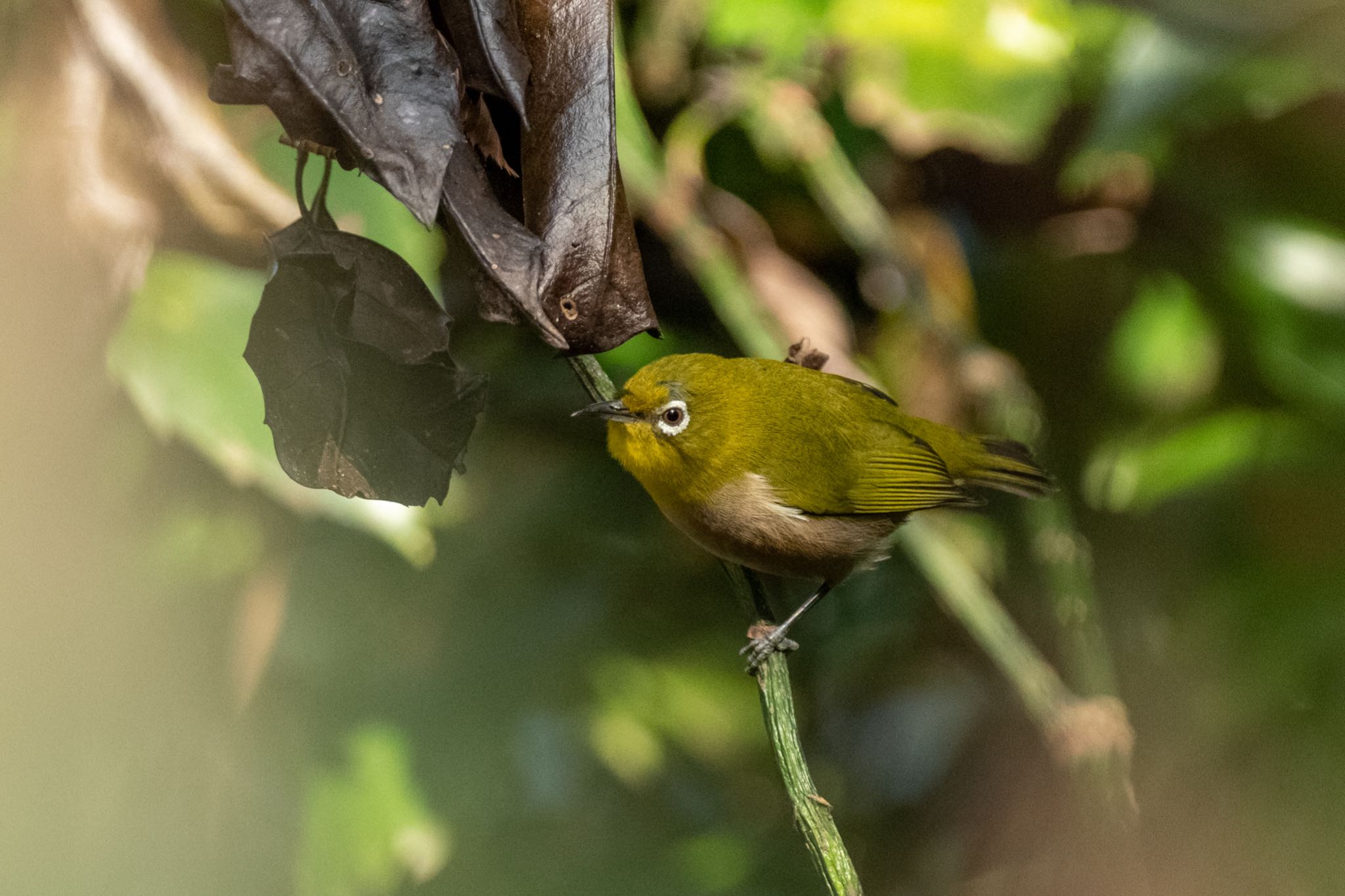 明治神宮 メジロの写真 by Marco Birds