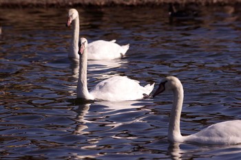 Mute Swan Unknown Spots Sat, 11/5/2016