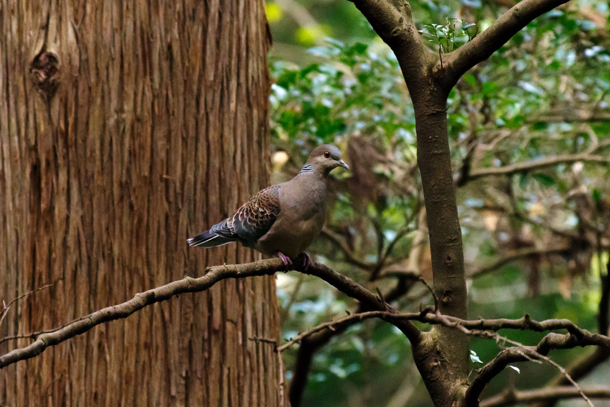 明治神宮 キジバトの写真 by Marco Birds