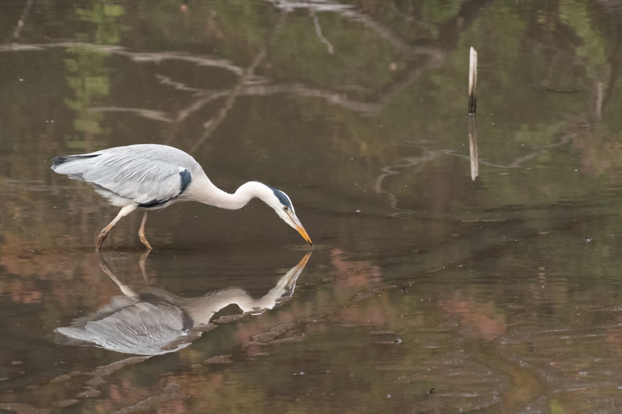 明治神宮 アオサギの写真 by Marco Birds