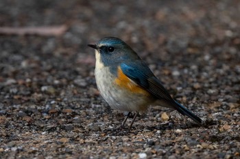 ルリビタキ 馬見丘陵公園 2020年12月16日(水)