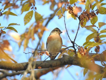 Sun, 12/13/2020 Birding report at Watarase Yusuichi (Wetland)