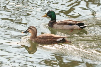 2020年12月15日(火) 三ツ池公園(横浜市鶴見区)の野鳥観察記録