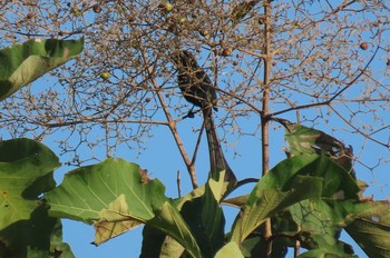 Racket-tailed Treepie Mae Sin, Sukhothai Thu, 12/10/2020