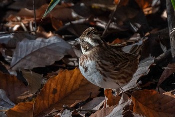 カシラダカ 馬見丘陵公園 2020年12月16日(水)