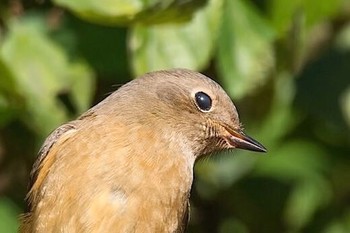 ジョウビタキ 早戸川林道 2016年11月5日(土)