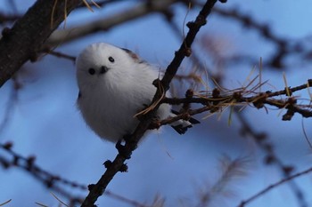 Long-tailed tit(japonicus) Asahiyama Memorial Park Wed, 12/2/2020