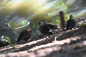 カルガモ 根岸森林公園(横浜市) 2020年12月17日(木)