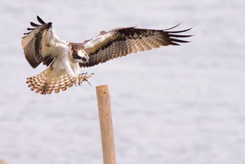 ミサゴ 大阪南港野鳥園 2016年11月6日(日)