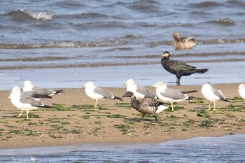 Brant Goose Gonushi Coast Sun, 11/6/2016