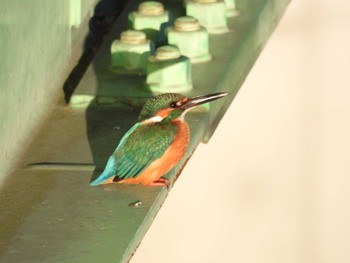 Common Kingfisher 浅川 Wed, 12/16/2020