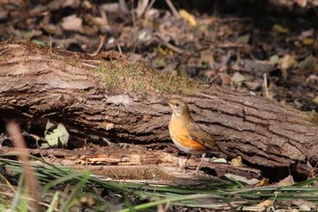 アカハラ 秋ヶ瀬公園 2016年11月6日(日)