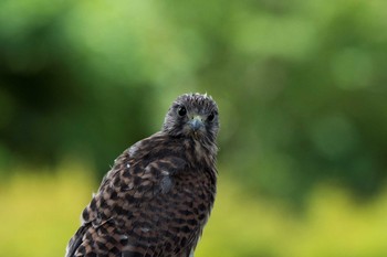 チョウゲンボウ 稲城 2016年6月12日(日)