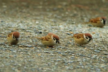 Eurasian Tree Sparrow 南郷上ノ山公園 Tue, 12/15/2020