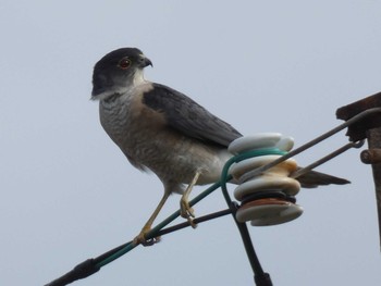 Japanese Sparrowhawk(iwasakii) Yoron Island Thu, 12/17/2020