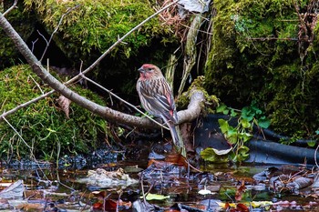 Pallas's Rosefinch Lake Kawaguchiko Fri, 11/28/2014