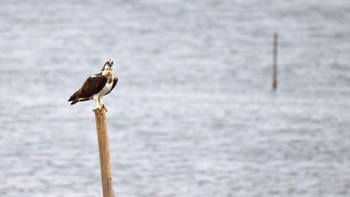 Osprey Osaka Nanko Bird Sanctuary Sun, 11/6/2016