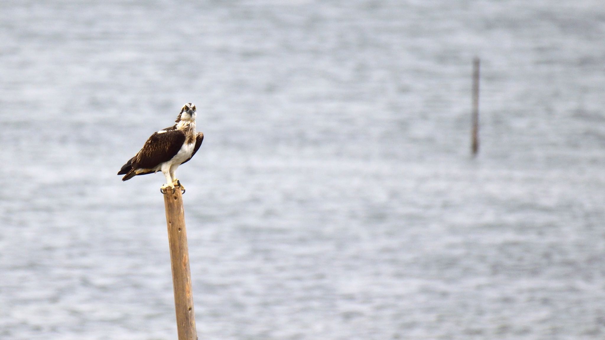 大阪南港野鳥園 ミサゴの写真