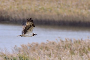 Osprey Osaka Nanko Bird Sanctuary Sun, 11/6/2016