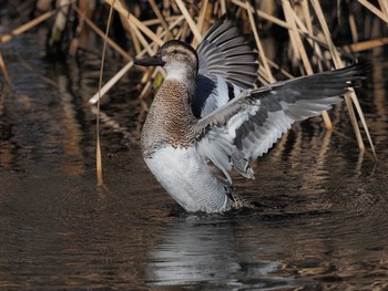 2020年12月17日(木) 野川公園の野鳥観察記録