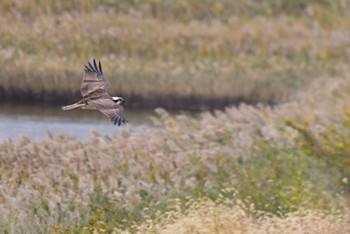 ミサゴ 大阪南港野鳥園 2016年11月6日(日)