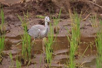 アオサギ 舞岡公園 2020年10月28日(水)