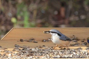 ゴジュウカラ 蔵王野鳥の森自然観察センター 2020年10月24日(土)